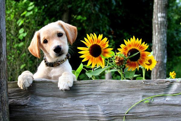 50 Lovely Puppy Pictures