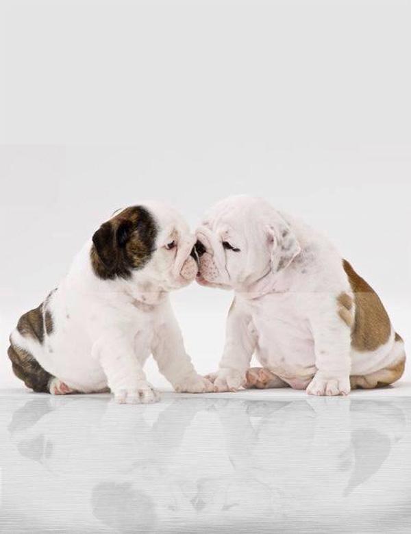 50 Lovely Puppy Pictures