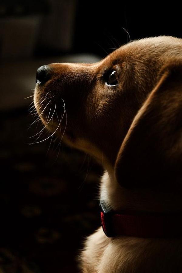 50 Lovely Puppy Pictures