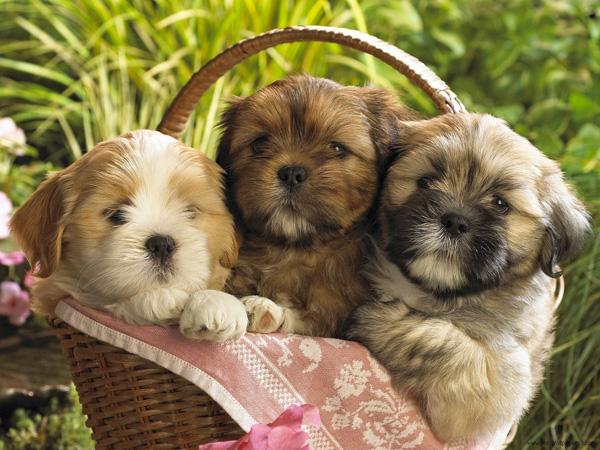 50 Lovely Puppy Pictures