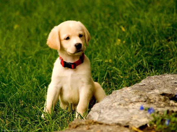50 Lovely Puppy Pictures