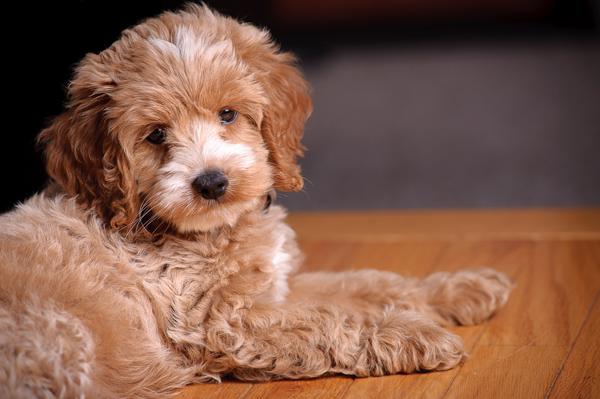 50 Lovely Puppy Pictures