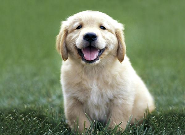 50 Lovely Puppy Pictures