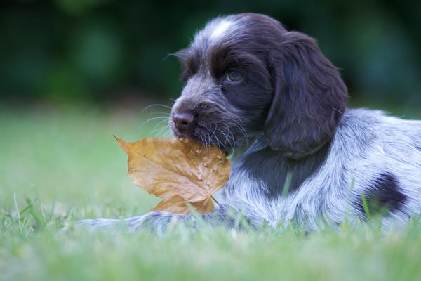50 Lovely Puppy Pictures