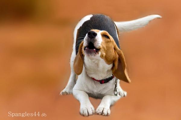 50 Lovely Puppy Pictures