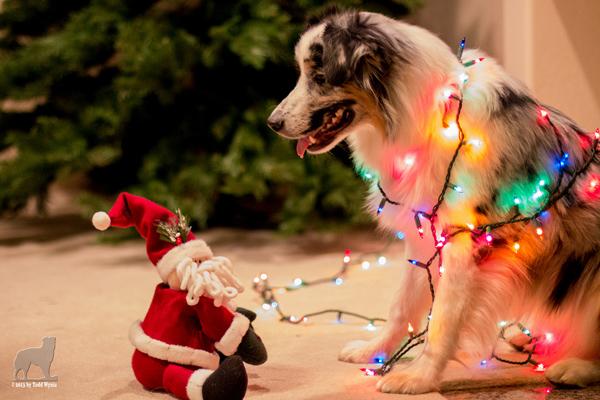 50 Lovely Puppy Pictures