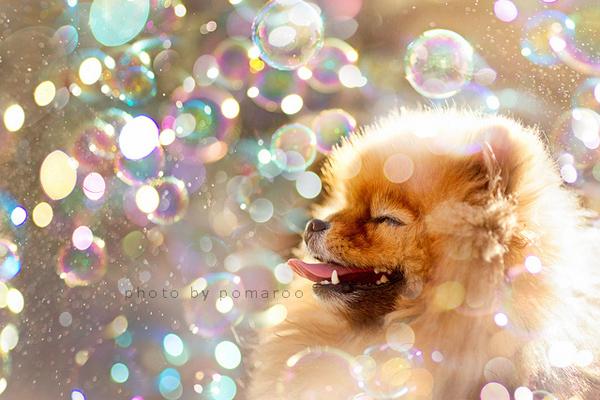 50 Lovely Puppy Pictures
