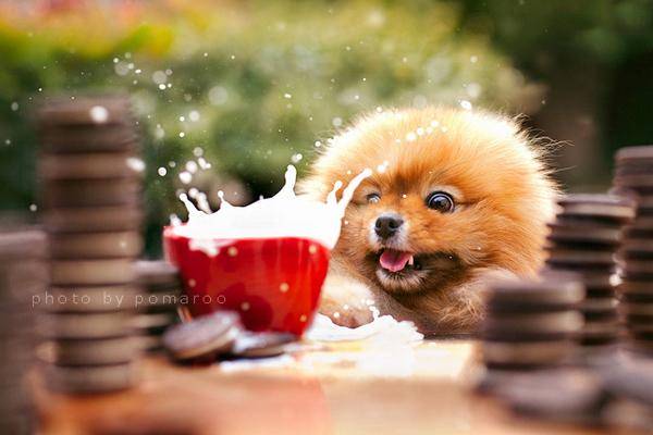 50 Lovely Puppy Pictures