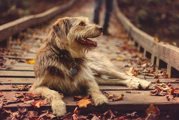 50 Lovely Puppy Pictures