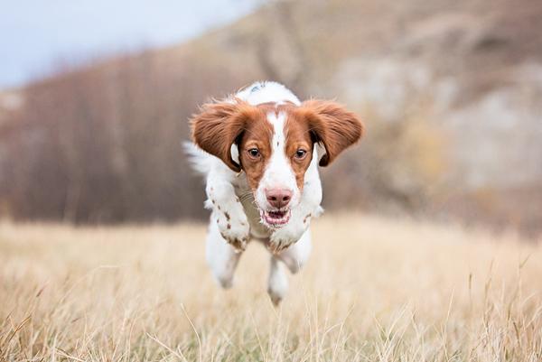 50 Lovely Puppy Pictures