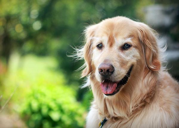 50 Lovely Puppy Pictures