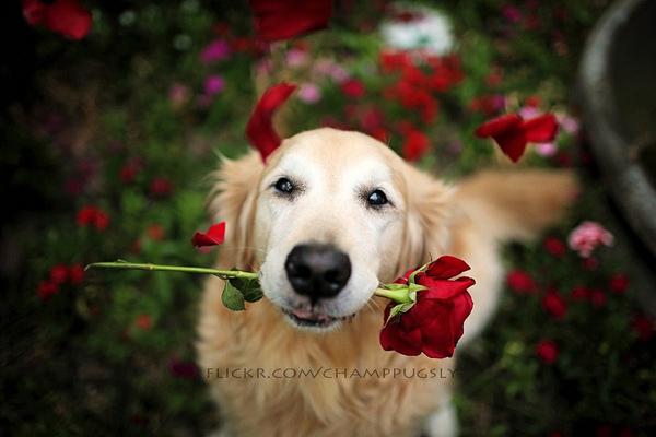 50 Lovely Puppy Pictures