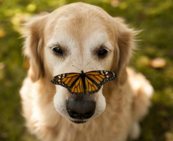 50 Lovely Puppy Pictures