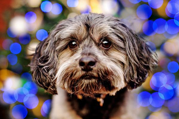 50 Lovely Puppy Pictures