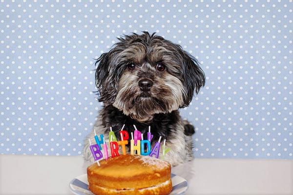 50 Lovely Puppy Pictures