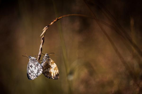 Photography by Stephane Occhipinti