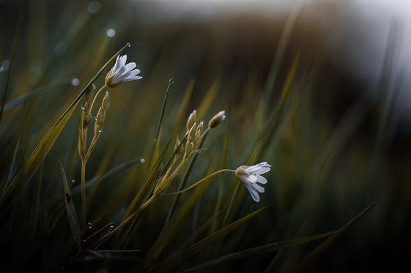 Photography by Stephane Occhipinti