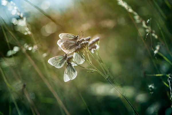 Photography by Stephane Occhipinti