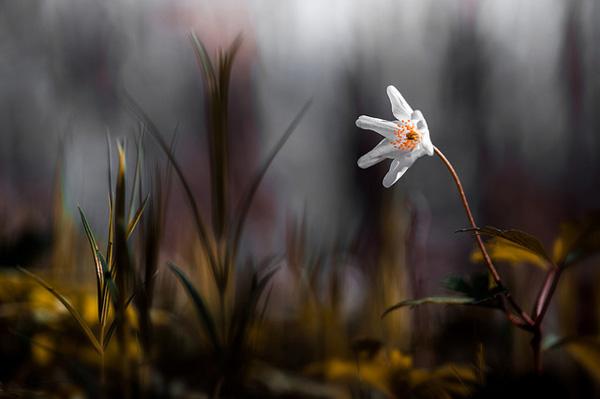 Photography by Stephane Occhipinti