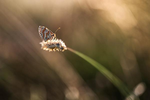 Photography by Stephane Occhipinti