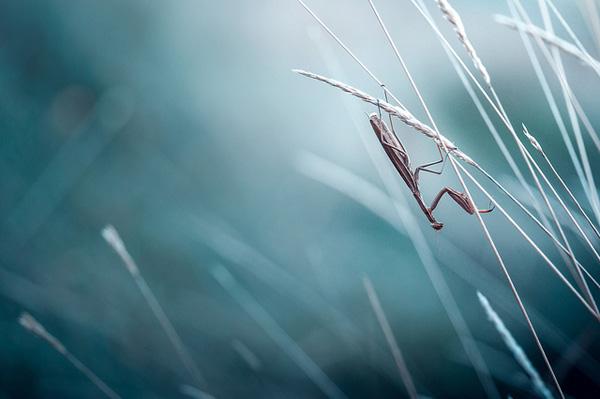 Photography by Stephane Occhipinti
