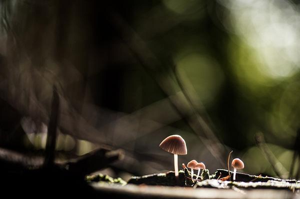 Photography by Stephane Occhipinti