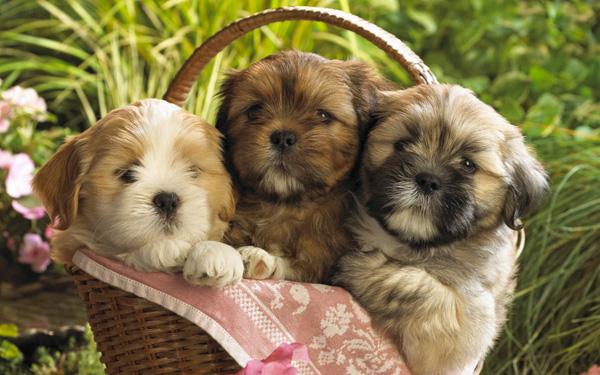 50 Cute Puppies I Adore