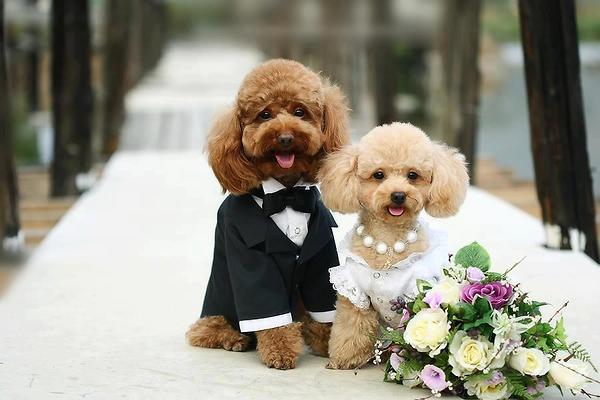 50 Cute Puppies I Adore