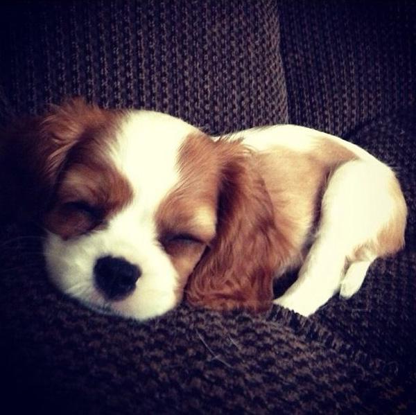 50 Cute Puppies I Adore