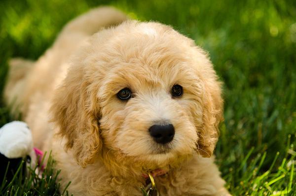 50 Cute Puppies I Adore