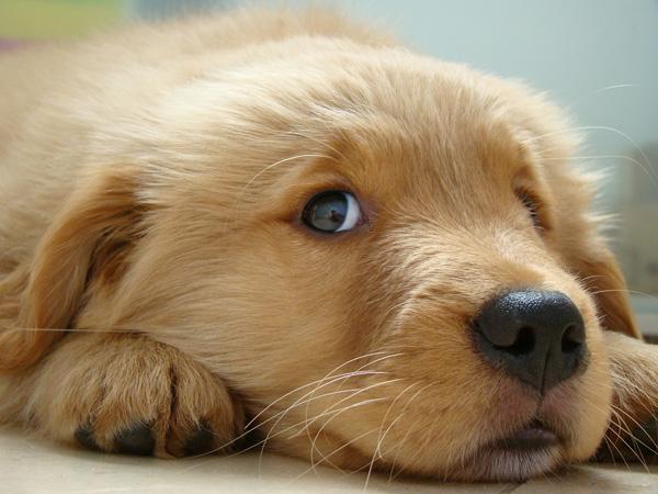 50 Cute Puppies I Adore