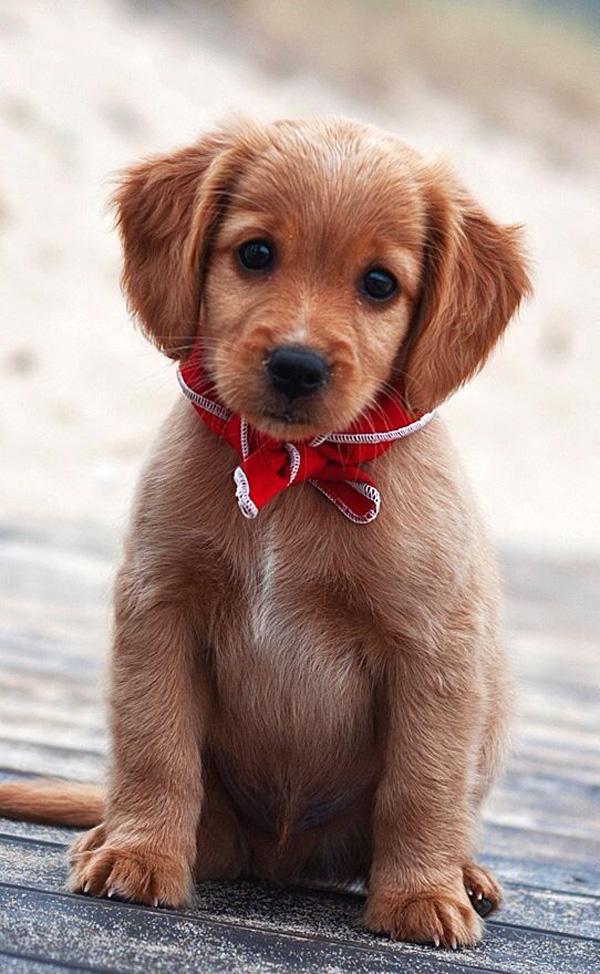 50 Cute Puppies I Adore