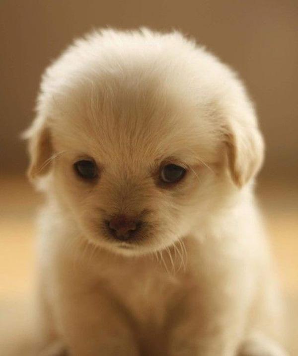 50 Cute Puppies I Adore