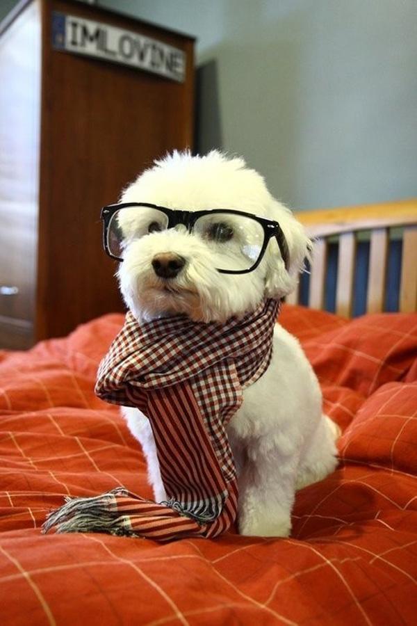 50 Cute Puppies I Adore