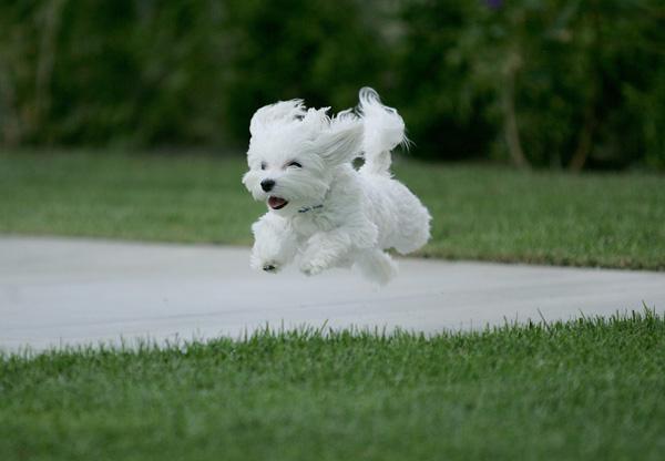 50 Cute Puppies I Adore