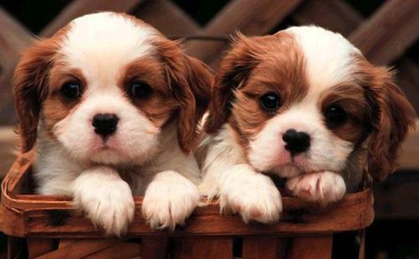 50 Cute Puppies I Adore