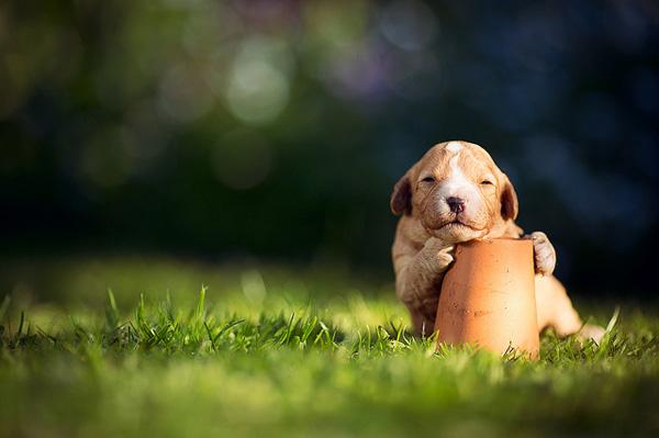 50 Cute Puppies I Adore