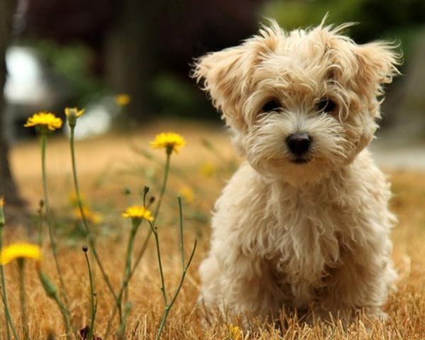 50 Cute Puppies I Adore