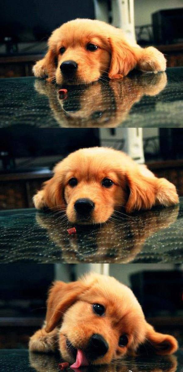 50 Cute Puppies I Adore