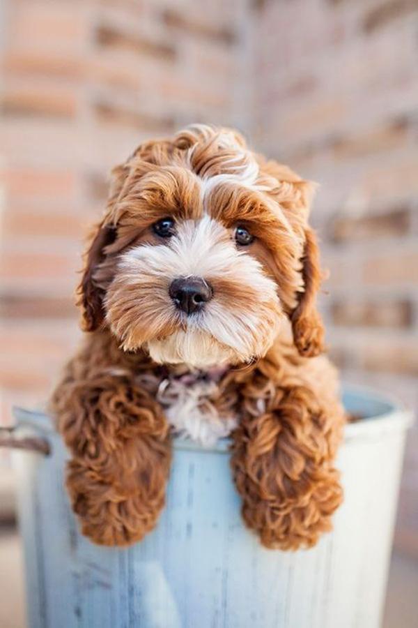 50 Cute Puppies I Adore