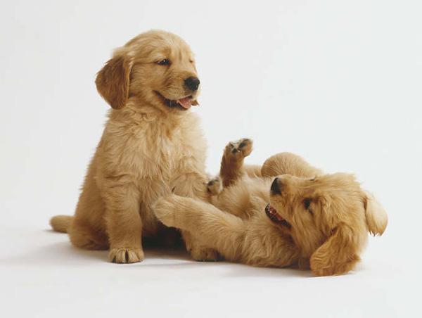 50 Cute Puppies I Adore