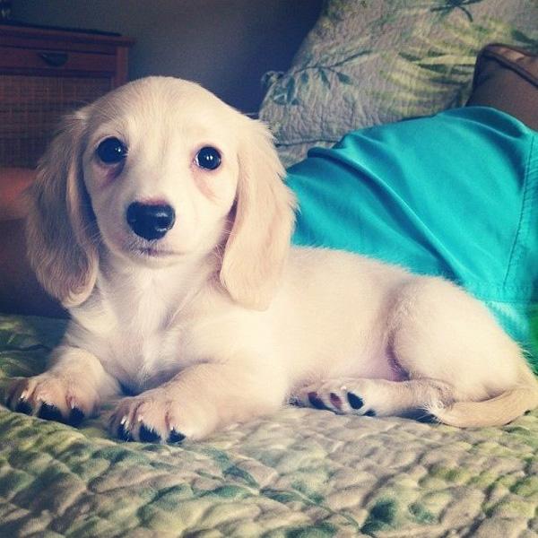 50 Cute Puppies I Adore