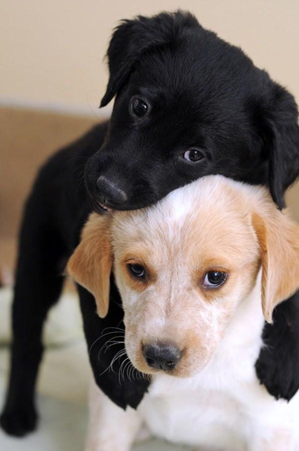 50 Cute Puppies I Adore