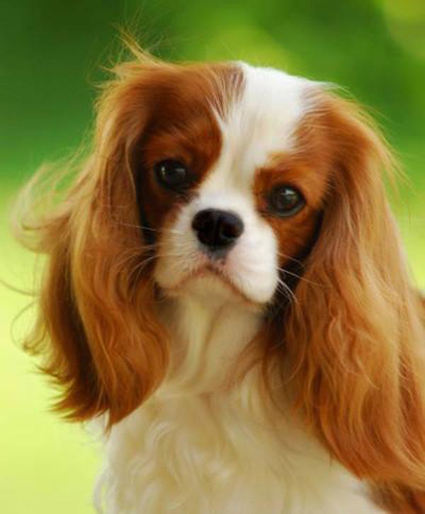 50 Cute Puppies I Adore