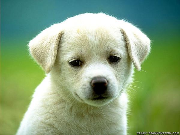 50 Cute Puppies I Adore