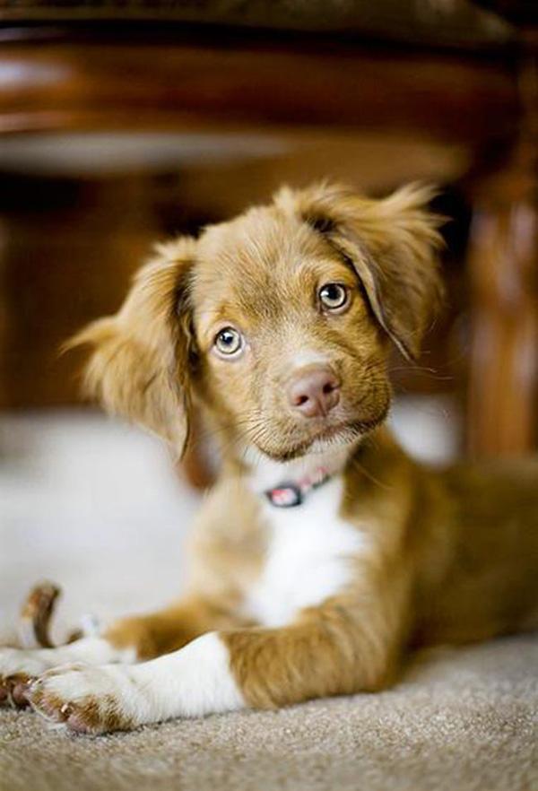 50 Cute Puppies I Adore