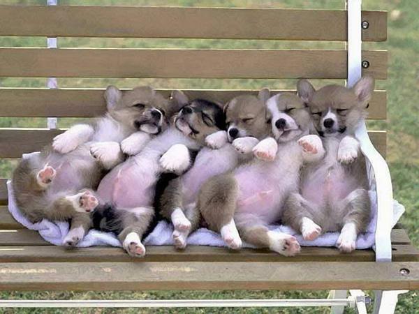 50 Cute Puppies I Adore