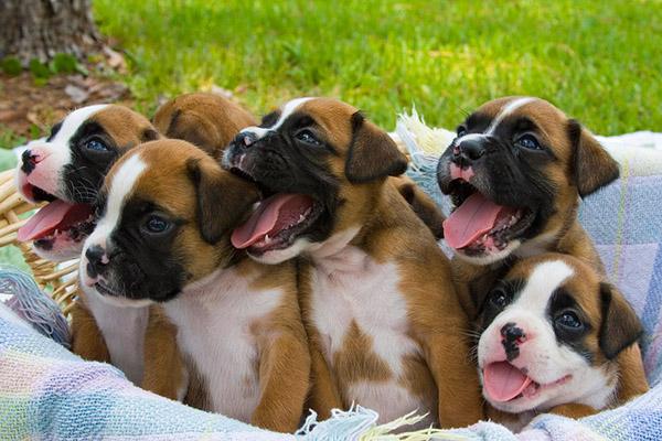 50 Cute Puppies I Adore
