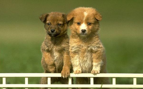 50 Cute Puppies I Adore