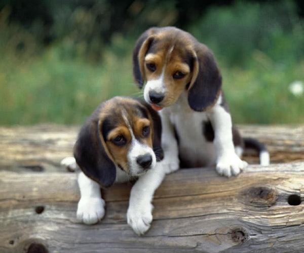 50 Cute Puppies I Adore